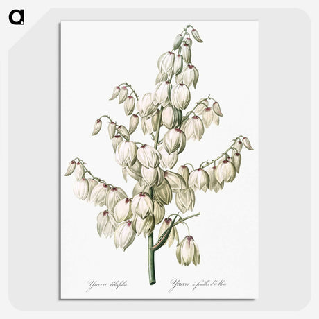 1-20_The-Lilies_picture-crop