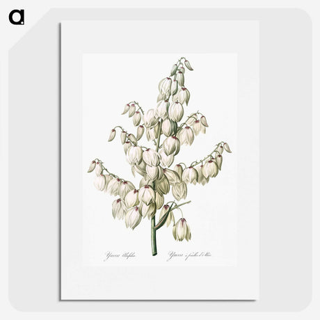 1-20_The-Lilies_picture