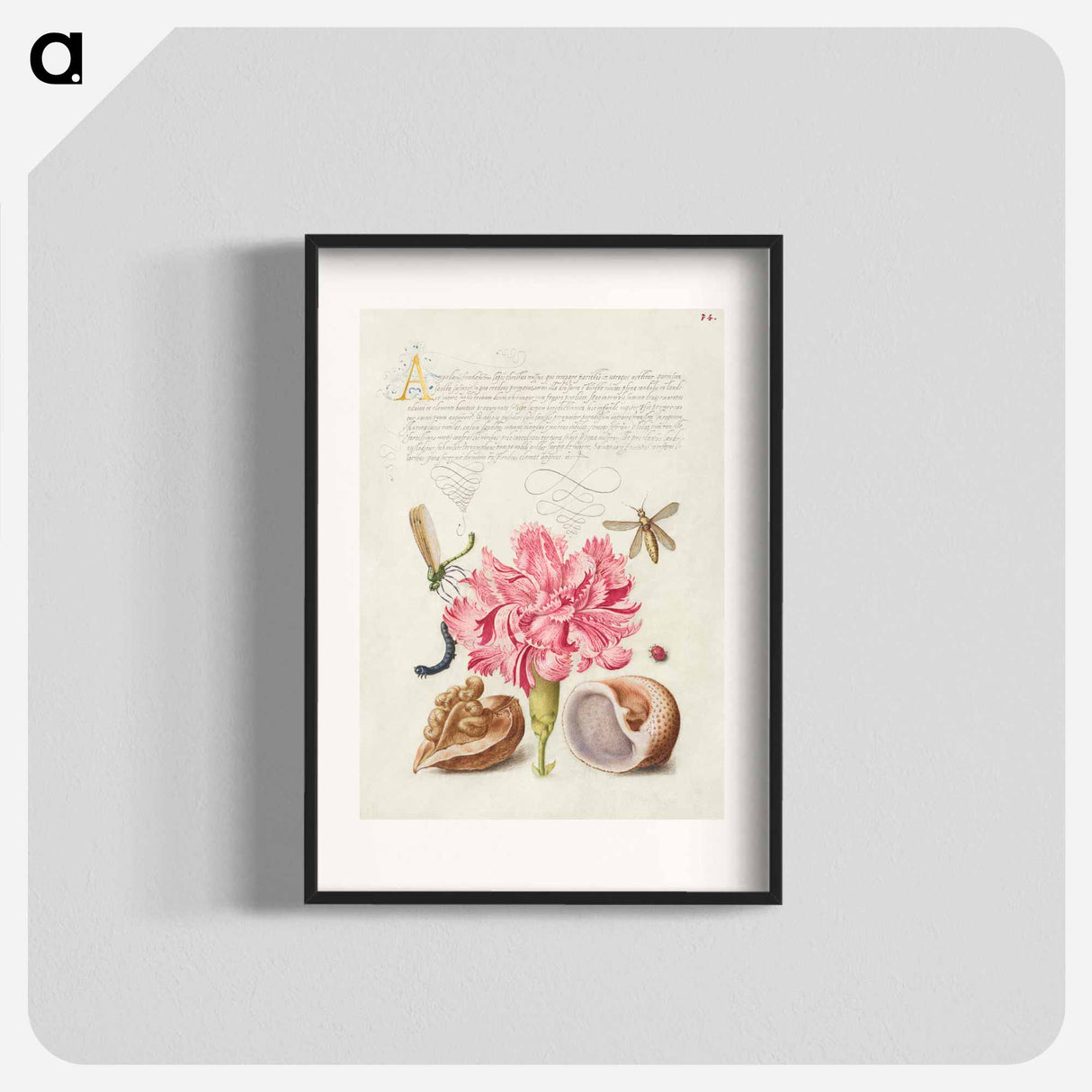 アートポスター-Damselfly, Carnation, Insect, Caterpillar, Ladybird, English Walnut, and Marine Mollusk
 - 書道のお手本 Poster.