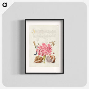 アートポスター-Damselfly, Carnation, Insect, Caterpillar, Ladybird, English Walnut, and Marine Mollusk
 - 書道のお手本 Poster.