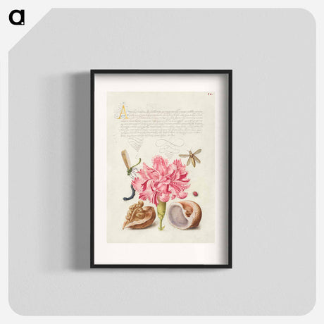 アートポスター-Damselfly, Carnation, Insect, Caterpillar, Ladybird, English Walnut, and Marine Mollusk
 - 書道のお手本 Poster.