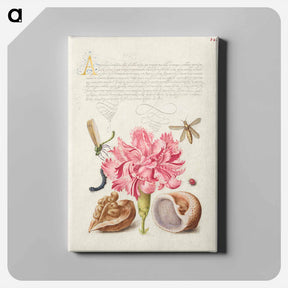 アートパネル-Damselfly, Carnation, Insect, Caterpillar, Ladybird, English Walnut, and Marine Mollusk
 - 書道のお手本 Canvas.