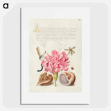 アートポスター-Damselfly, Carnation, Insect, Caterpillar, Ladybird, English Walnut, and Marine Mollusk
 - 書道のお手本 Poster.