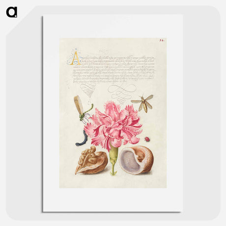 アートポスター-Damselfly, Carnation, Insect, Caterpillar, Ladybird, English Walnut, and Marine Mollusk
 - 書道のお手本 Poster.