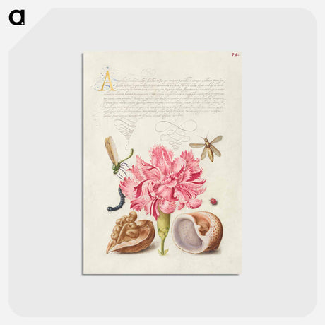 アートポストカード-Damselfly, Carnation, Insect, Caterpillar, Ladybird, English Walnut, and Marine Mollusk
 - 書道のお手本 Postcard.