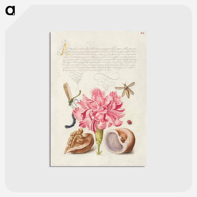 アートポストカード-Damselfly, Carnation, Insect, Caterpillar, Ladybird, English Walnut, and Marine Mollusk
 - 書道のお手本 Postcard.