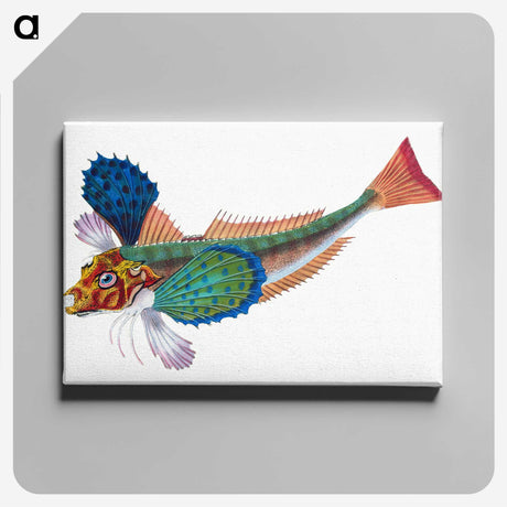 1-20_The-Natural-History-of-British-Fishes_canvas