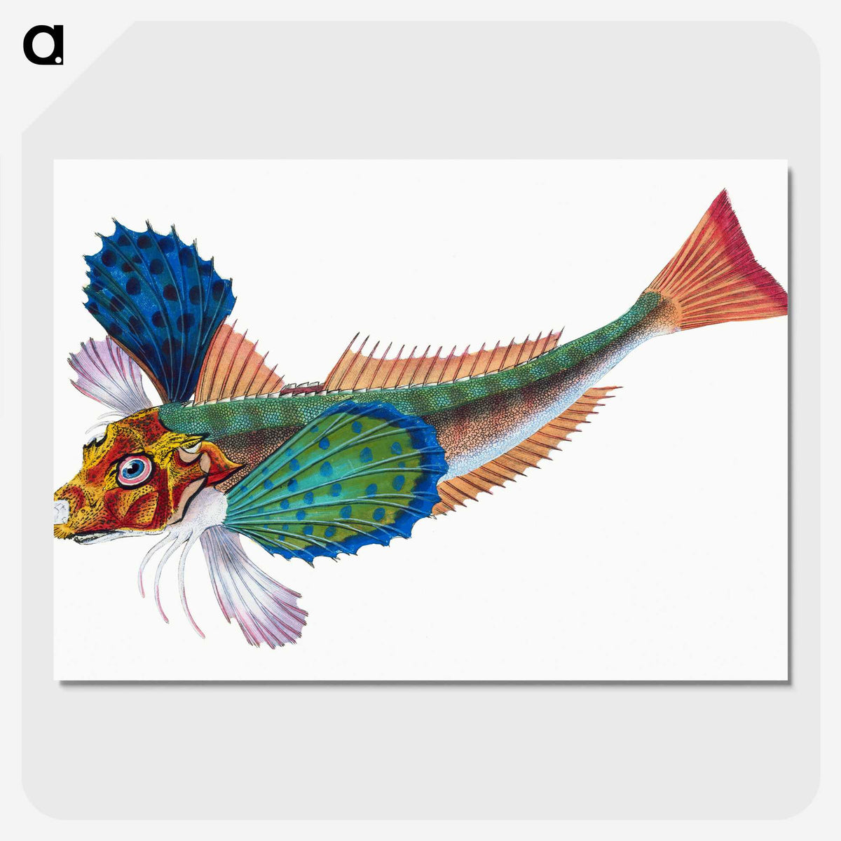 1-20_The-Natural-History-of-British-Fishes_picture-crop