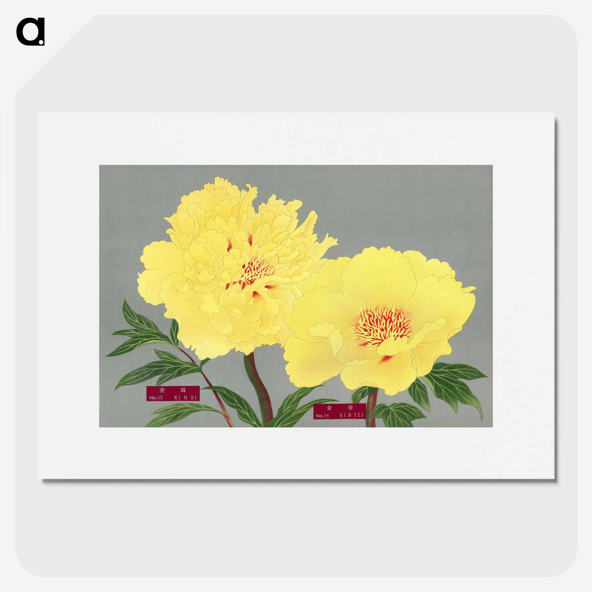 1-20_The-Picture-Book-of-Peonies_picture