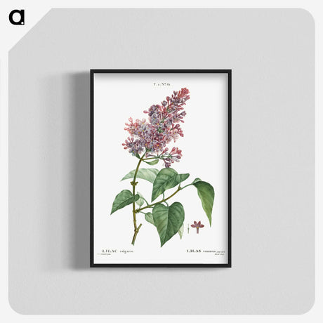 1-20_Treatise-on-Trees-and-Shrubs_blk-crop