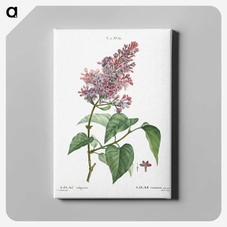 1-20_Treatise-on-Trees-and-Shrubs_canvas