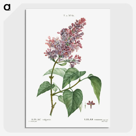 1-20_Treatise-on-Trees-and-Shrubs_picture-crop