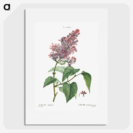 1-20_Treatise-on-Trees-and-Shrubs_picture