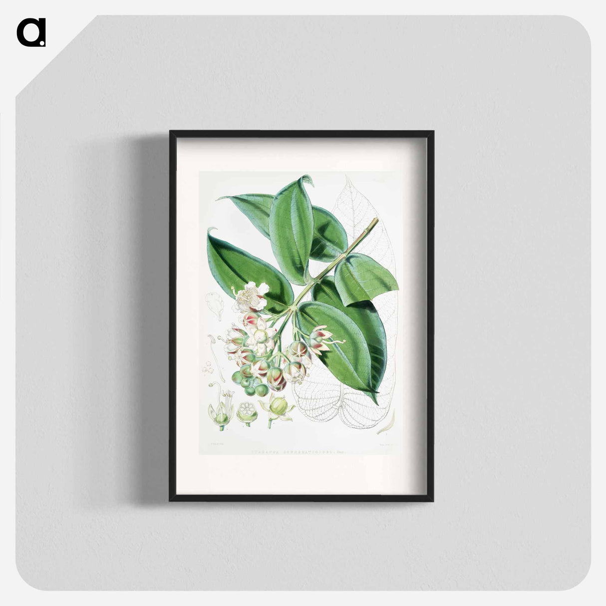 Duabanga Sonneratioides - ウォルター フッド フィッチ Poster.