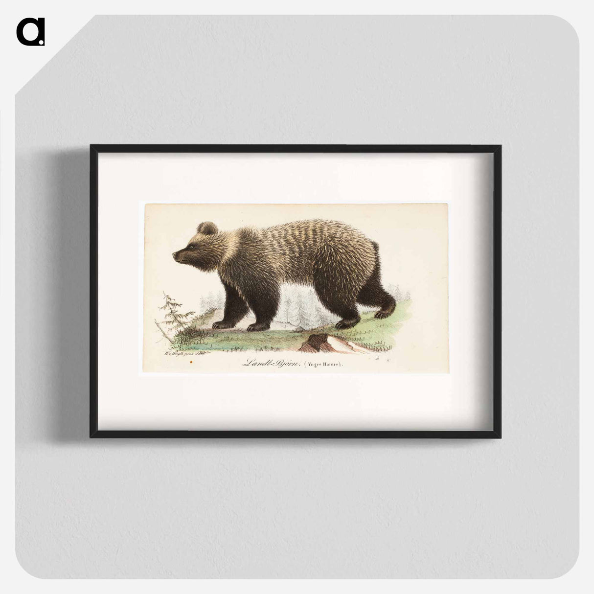 Juvenile bear, male, illustration for tidskrift för jägare och naturforskare - ヴィルヘルム フォン ライト Poster.