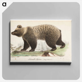 アートパネル-Juvenile bear, male, illustration for tidskrift för jägare och naturforskare - ヴィルヘルム フォン ライト Canvas.