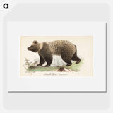 Juvenile bear, male, illustration for tiger sketch for young and natural animals - Wilhelm von Wright Poster.