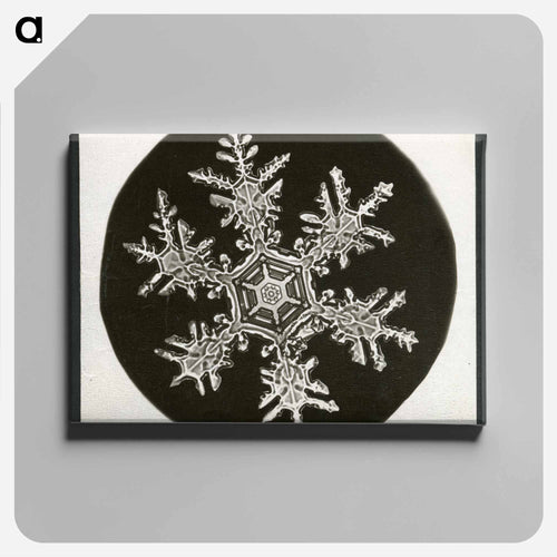 Wilson Bentley Photomicrograph of Stellar Snowflake No. 815 - ウィルソン ベントレー Canvas.