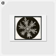 アートポストカード-Wilson Bentley Photomicrograph of Stellar Snowflake No. 815 - ウィルソン ベントレー Postcard.