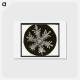 アートポストカード-Wilson Bentley Photomicrograph of Stellar Snowflake No. 815 - ウィルソン ベントレー Postcard.
