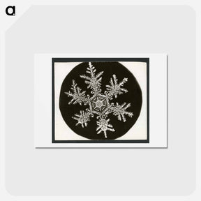アートポストカード-Wilson Bentley Photomicrograph of Stellar Snowflake No. 815 - ウィルソン ベントレー Postcard.