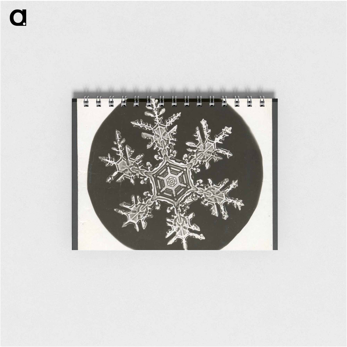 Wilson Bentley Photomicrograph of Stellar Snowflake No. 815 - ウィルソン ベントレー Memo.