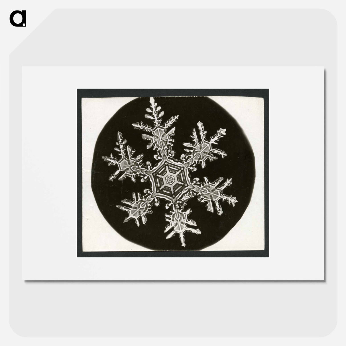 Wilson Bentley Photomicrograph of Stellar Snowflake No. 815 - ウィルソン ベントレー Poster.