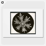 Wilson Bentley Photomicrograph of Stellar Snowflake No. 815 - ウィルソン ベントレー Poster.