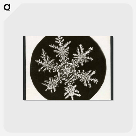アートポストカード-Wilson Bentley Photomicrograph of Stellar Snowflake No. 815 - ウィルソン ベントレー Postcard.