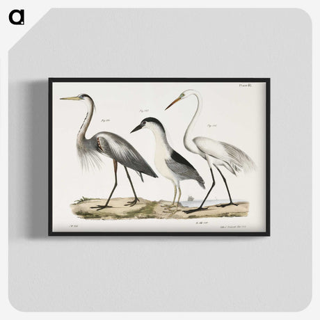 1-20_Zoology-of-New-York_blk-crop