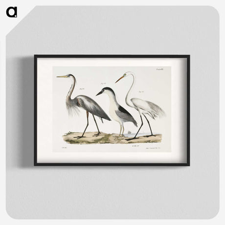 1-20_Zoology-of-New-York_blk