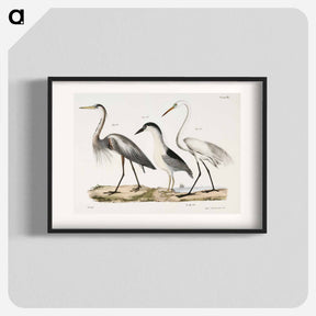 アートポスター-Great Blue Heron - ニューヨークの動物学 Poster.