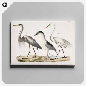 アートパネル-Great Blue Heron - ニューヨークの動物学 Canvas.