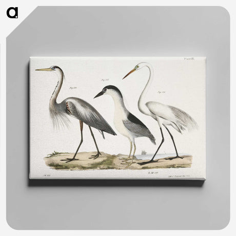 1-20_Zoology-of-New-York_canvas