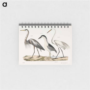 アートメモ帳-Great Blue Heron - ニューヨークの動物学 Memo.