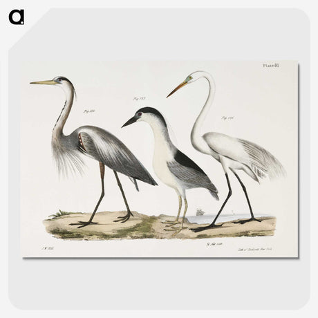 1-20_Zoology-of-New-York_picture-crop