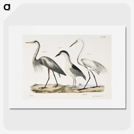 1-20_Zoology-of-New-York_picture