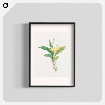 kin–ran - 19世紀の日本の花 Poster.