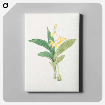 kin–ran - 19世紀の日本の花 Canvas.