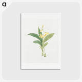 1-21_19th-Century-Japanese-Flowers_hagaki