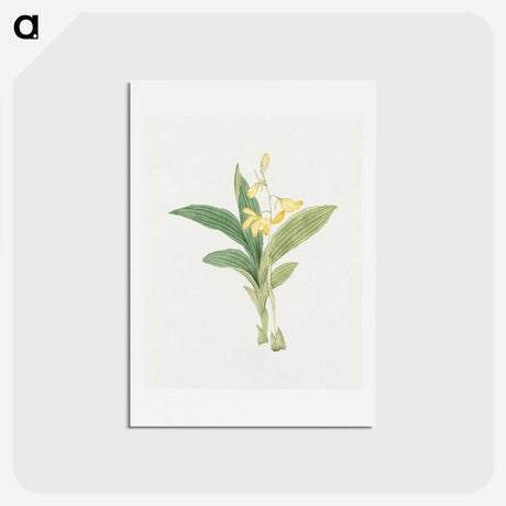 1-21_19th-Century-Japanese-Flowers_hagaki