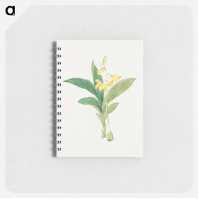 アートメモ帳-kin–ran - 19世紀の日本の花 Memo.
