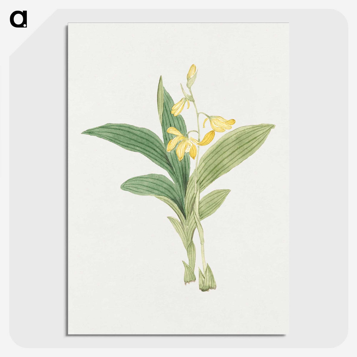 1-21_19th-Century-Japanese-Flowers_picture-crop