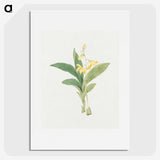 1-21_19th-Century-Japanese-Flowers_picture