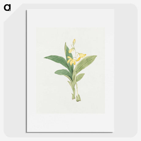 1-21_19th-Century-Japanese-Flowers_picture