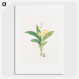 kin–ran - 19世紀の日本の花 Poster.