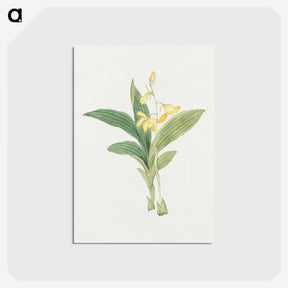 1-21_19th-Century-Japanese-Flowers_postcard