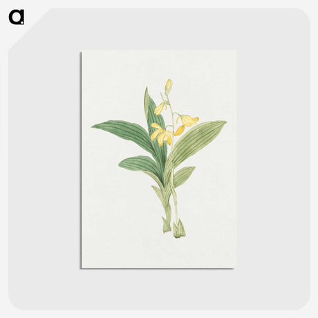 1-21_19th-Century-Japanese-Flowers_postcard