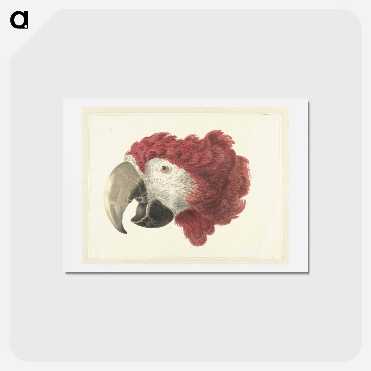 アートポストカード-Head of a Macaw - アールト シューマン Postcard.