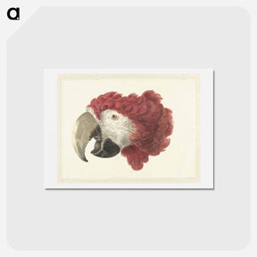 アートポストカード-Head of a Macaw - アールト シューマン Postcard.